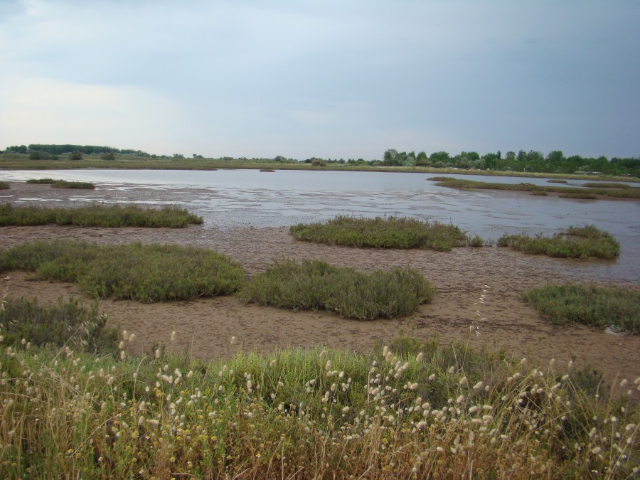 Le Petit Bagnas encore en eau et ses formations de sansouïres et de salicornes typiques des milieux salés et peu profonds - ADENA
